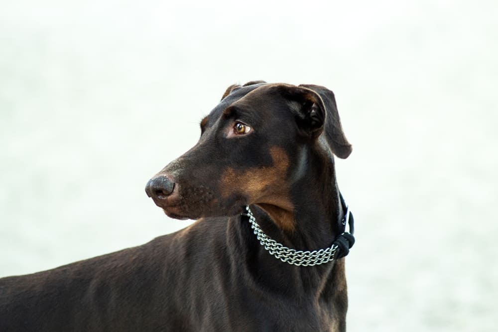 Владельцу важно контролировать, сколько весит доберман 