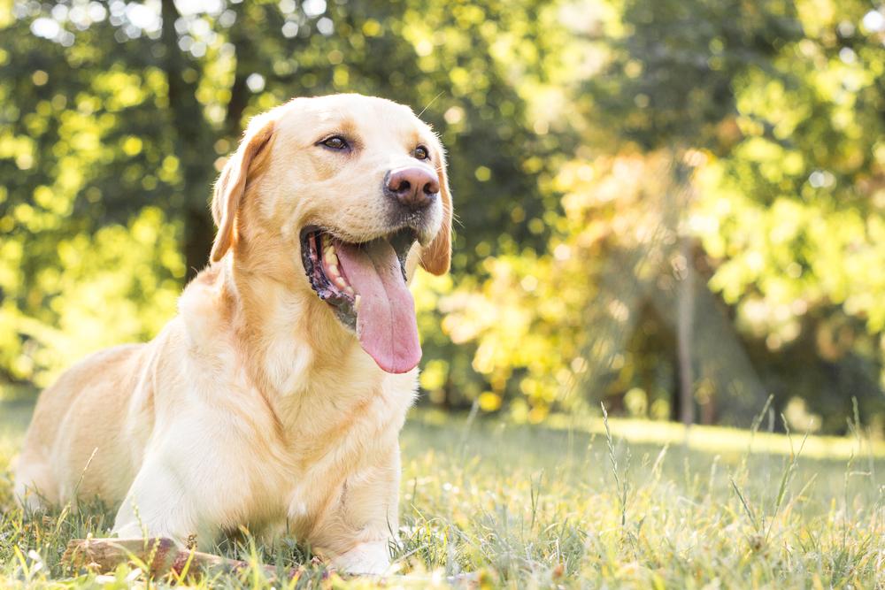 Самые популярные пород собак в мире: лабрадор