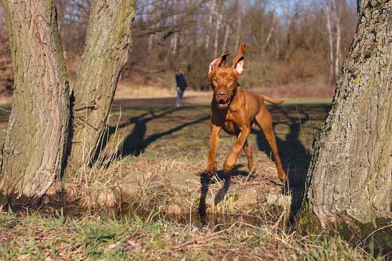 Охотничья рыжая собака