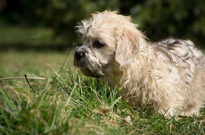 Как выбирать щенка денди-динмонт-терера?
