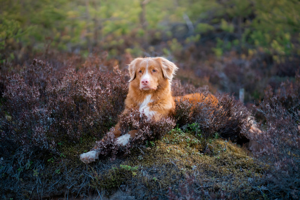 Приобретать новошотландского ретривера лучше в питомнике