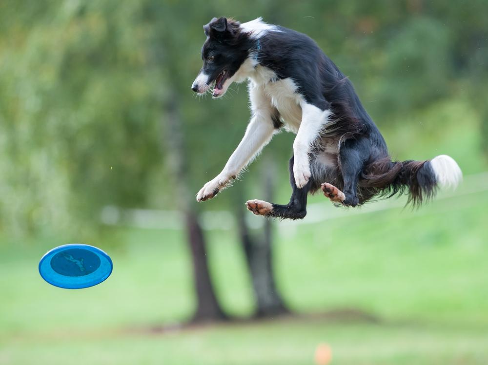 Как называется прыгучая порода собак