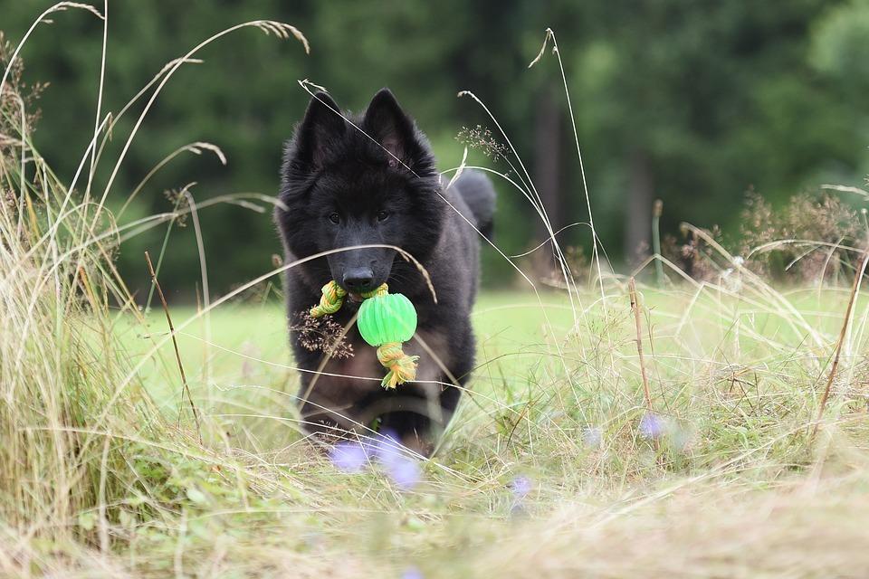 Характер бельгийской овчарки