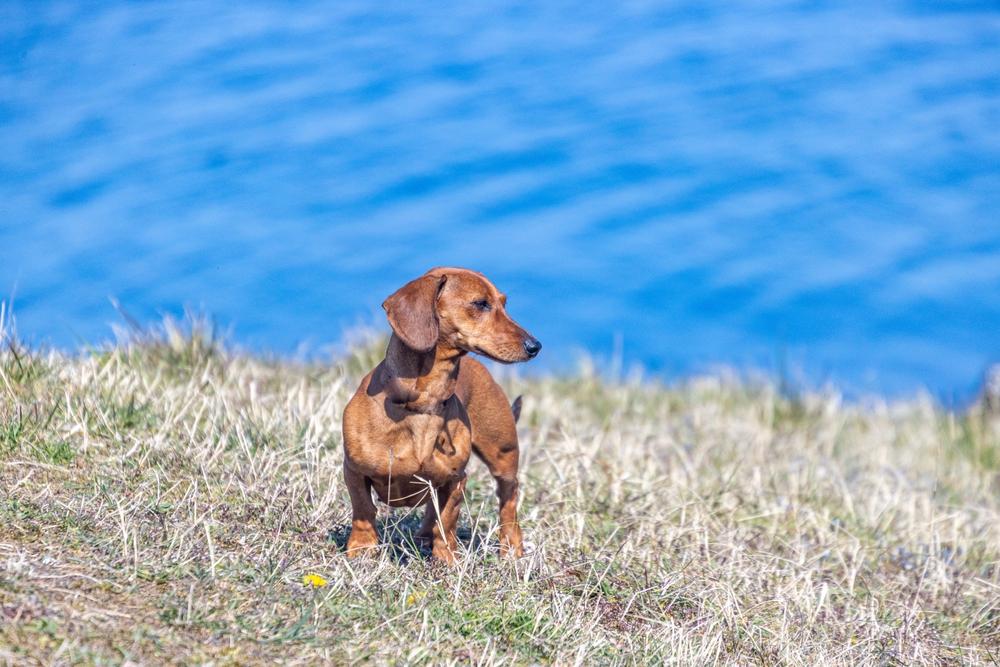 Имя для собаки-мальчика таксы может быть коротким