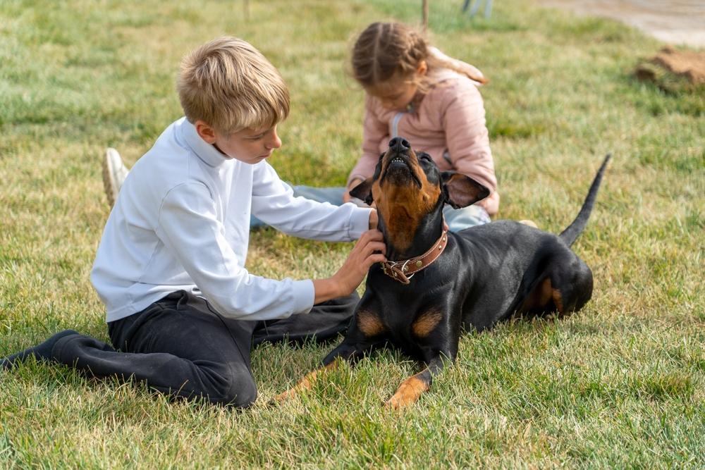 интересное о породе немецкий пинчер
