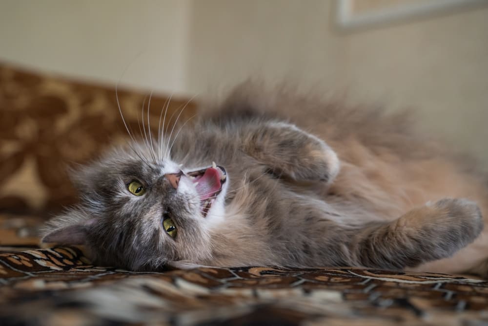 Важно следить, сколько весит сибирская кошка