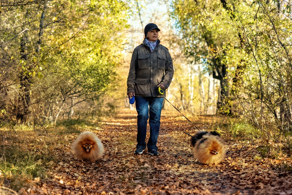 После вязки у шпица появятся признаки беременности