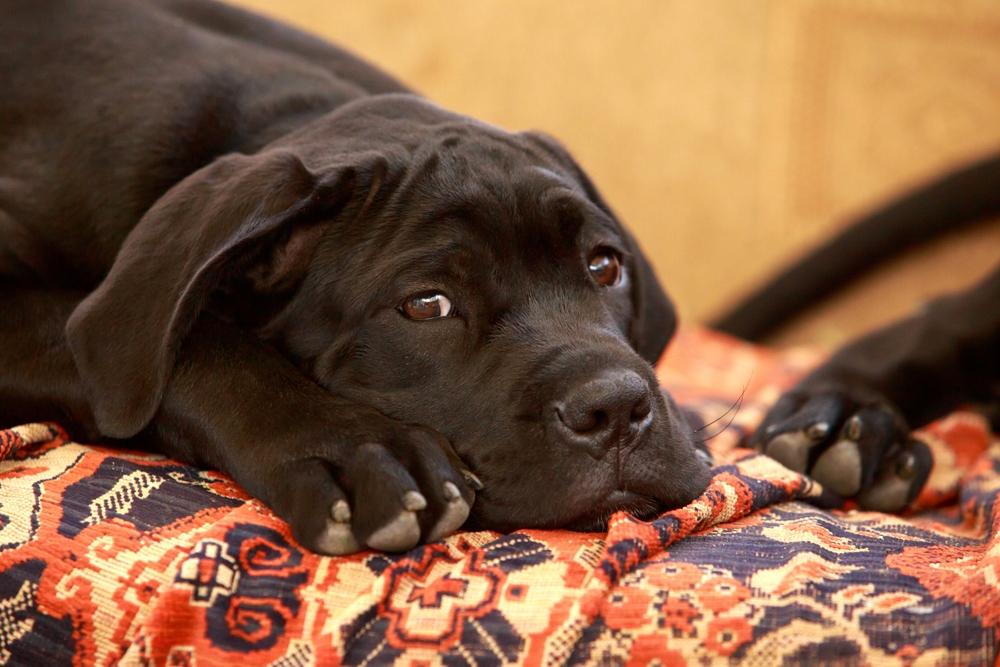 Запрещенные окрасы кане-корсо: коричневый Запрещенные окрасы кане-корсо: коричневый