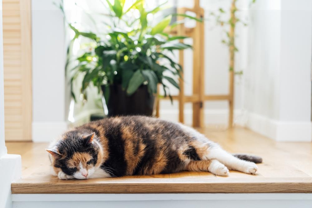 Первая помощь при тепловом ударе у кошки