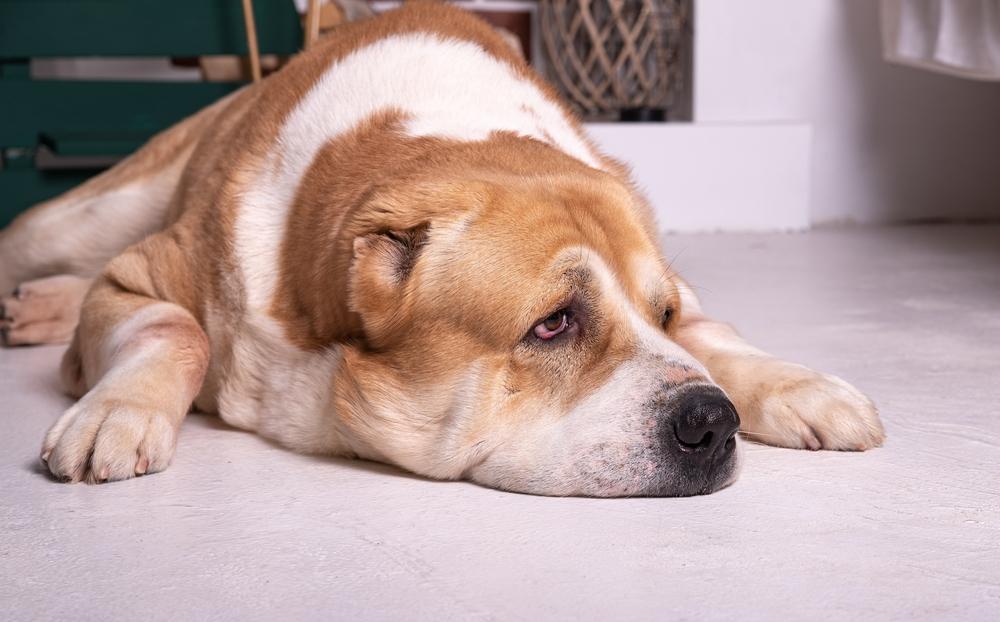 Породы собак, легко переносящие одиночество: алабай