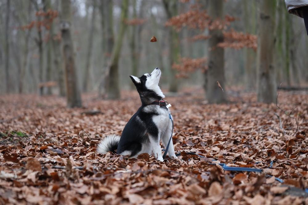 как и где купить щенка помски