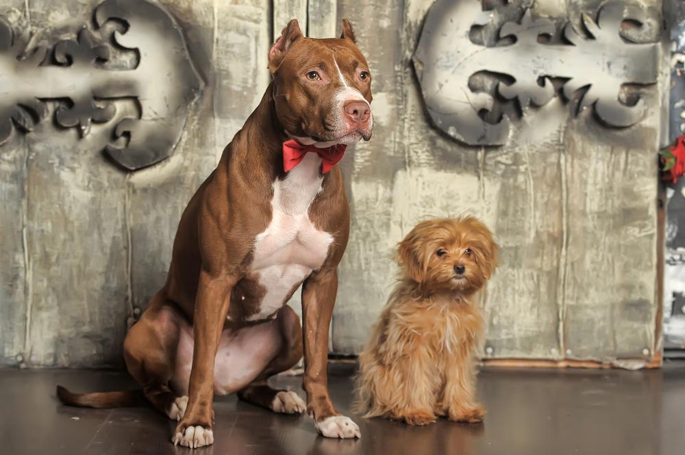 особенности породы петербургская орхидея