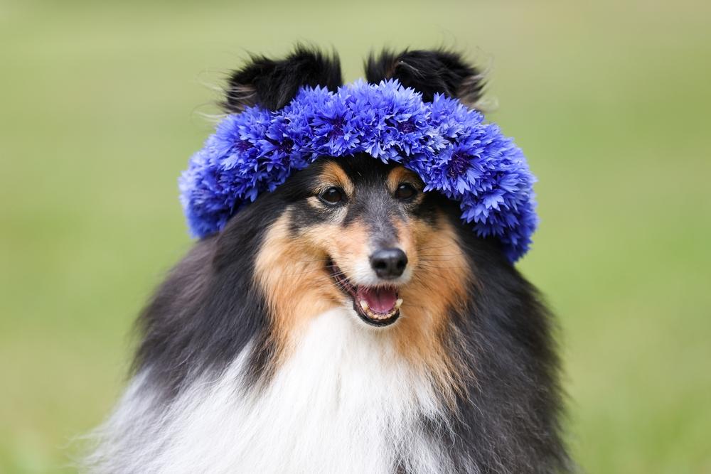 Средние собаки с крепким здоровьем: шелти