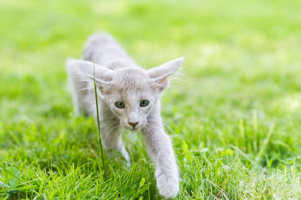 Особенности кормления кошки мандарин