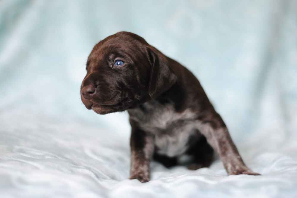 Курцхаара лучше приобретать в питомнике