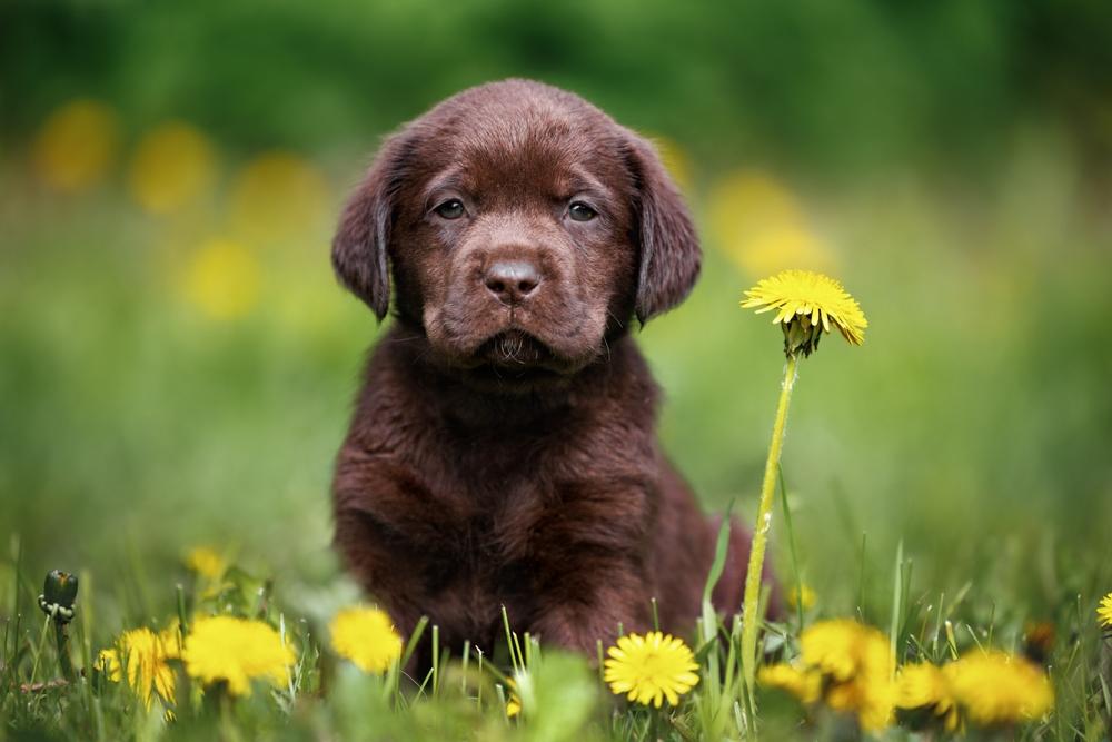 Как выбрать щенка коричневого лабрадора?