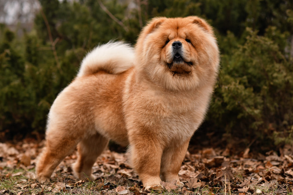 Владельцу важно знать, сколько лет живут чау-чау