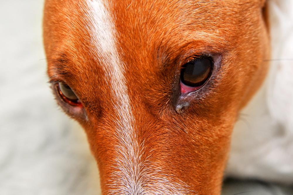 Диагностика причин покраснения глаз у собаки