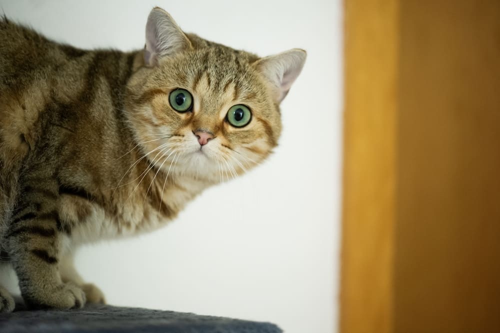 Хозяину важно знать, сколько длится беременность у британской кошки