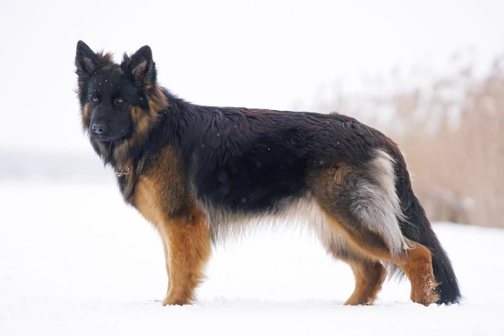 Допустимые стандартом РКФ окрасы немецкой овчарки: черно-подпалый