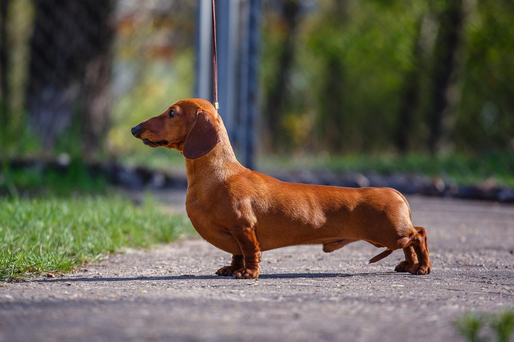 Виды такс по размеру: кроличья