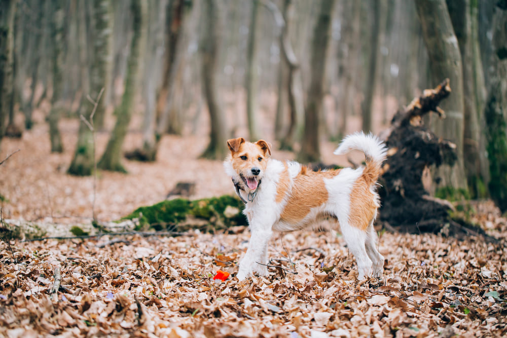 Важно контролировать, сколько весит взрослеющий фокстерьер