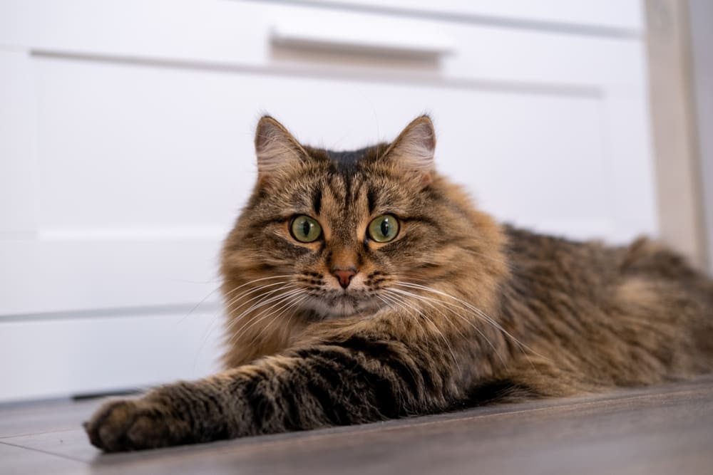 То, сколько живут сибирские кошки, зависит от ряда факторов