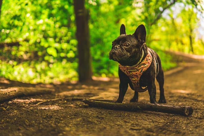 Декоративные породы собак: французский бульдог