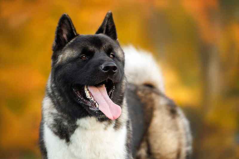 Счастливая американская акита