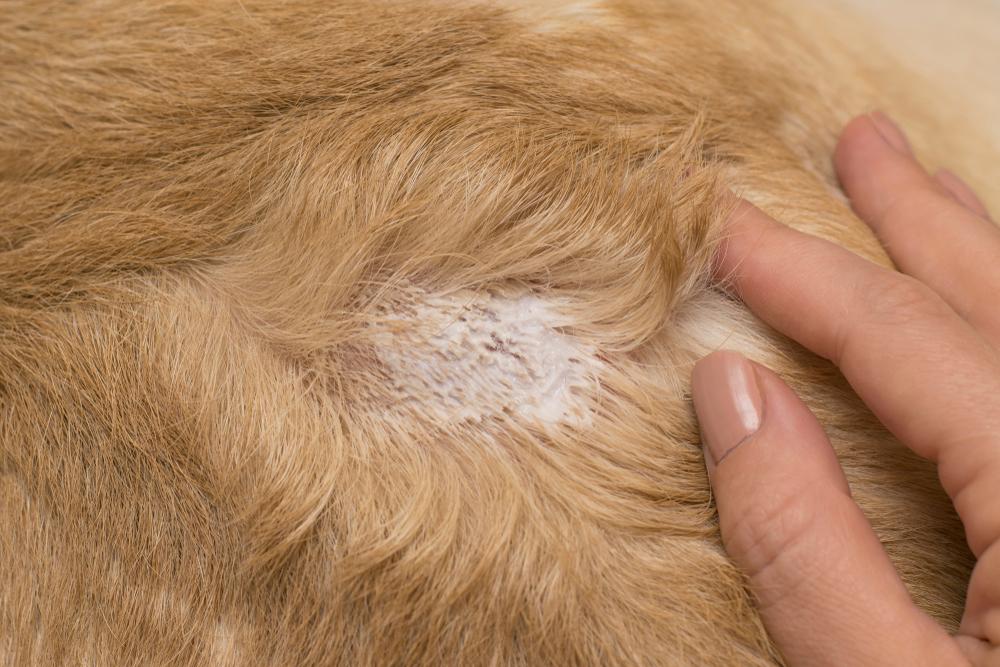 диагностика дерматита у собак
