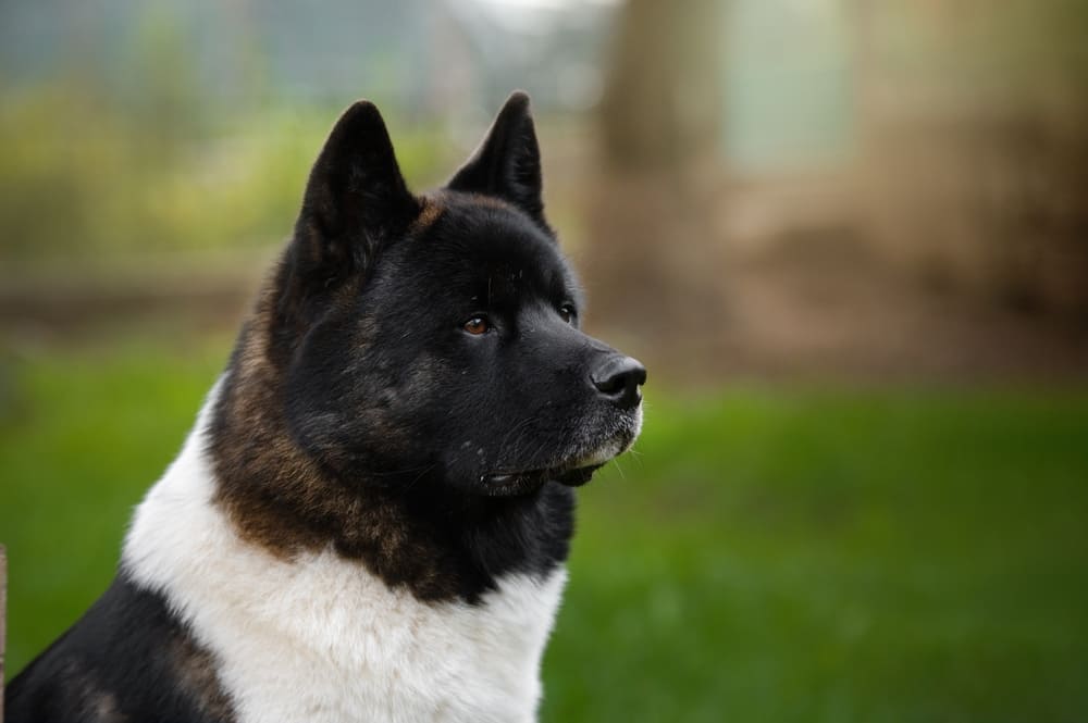 Владельцу важно знать, сколько живут американские акиты