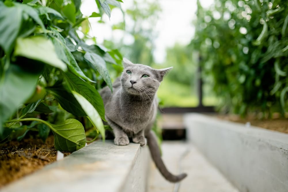 То, сколько прожила русская голубая кошка, можно сравнить с человеческим возрастом
