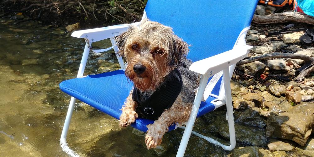 Уход за йоркипу