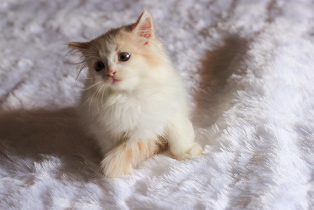 Советы по выбору котенка рагамаффина