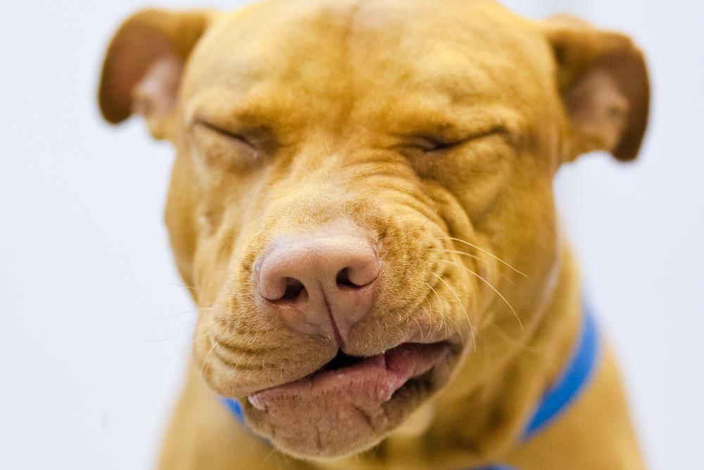 Почему собака чихает