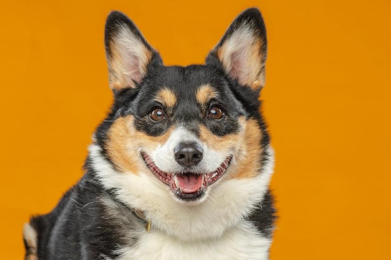 Корги с черными и рыжими отметинами