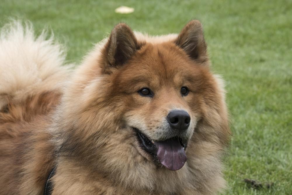 Евразиер - собака-медведь