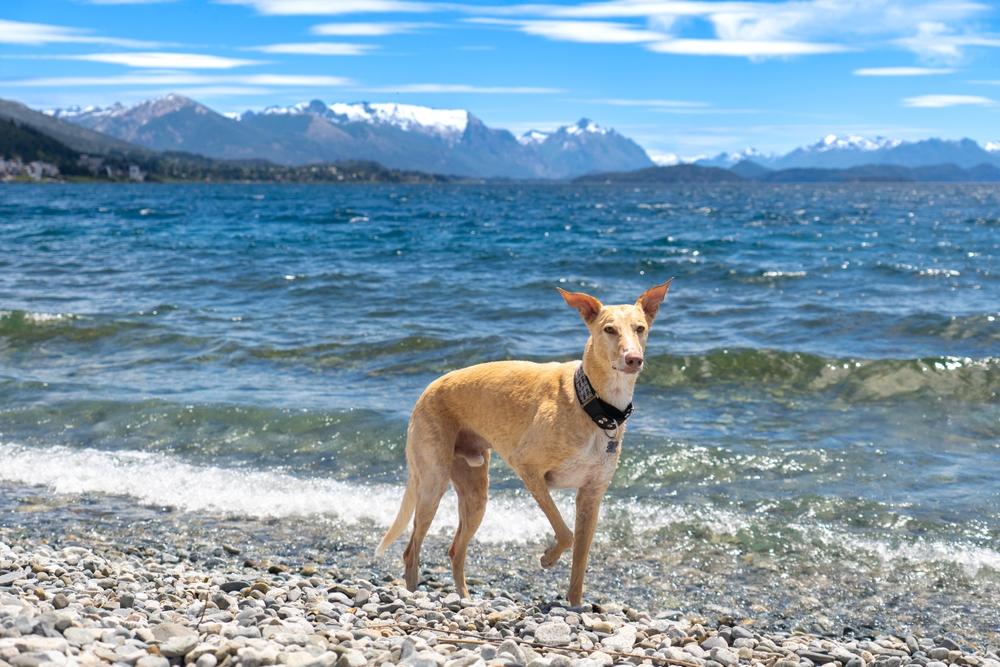 Темперамент испанского гальго