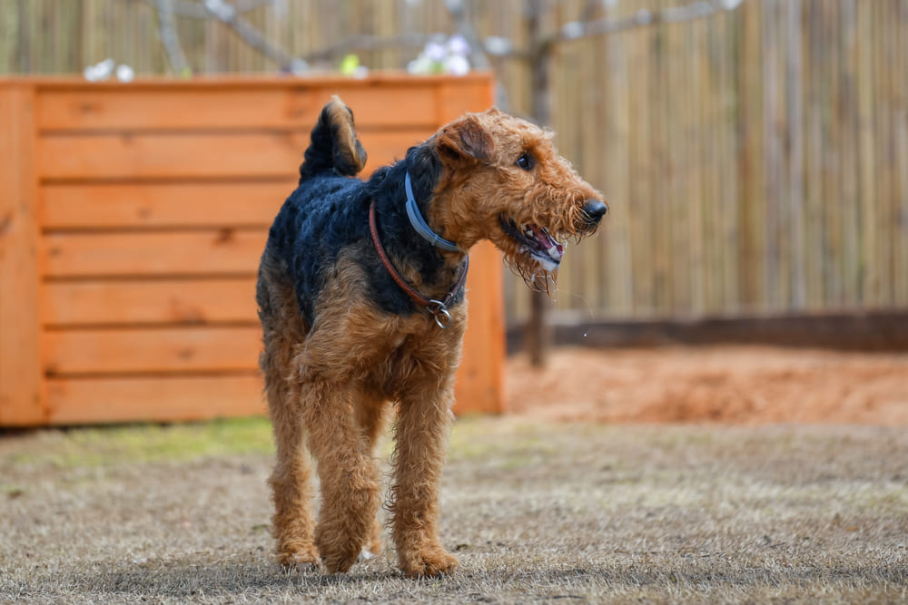 Сколько весит эрдельтерьер?