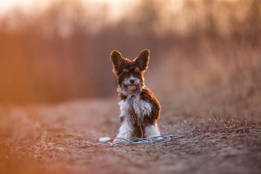 Дрессировка биро-йоркширского терьера 