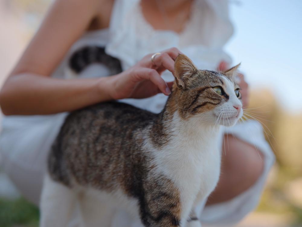 Как кормить эгейских кошек?