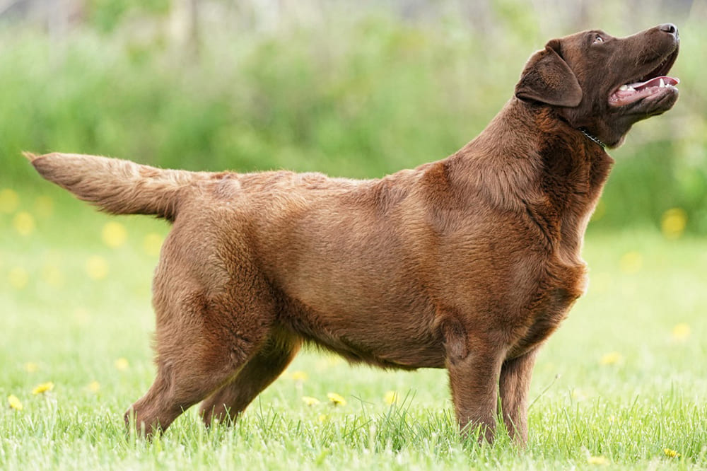 Нужно знать, сколько этапов взросления проживает лабрадор