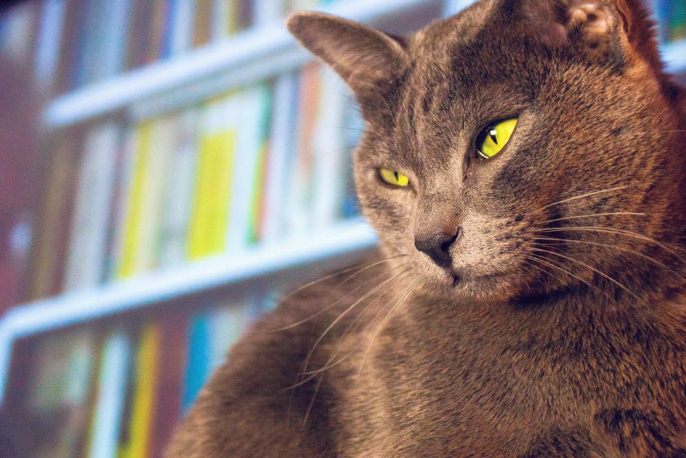 Ключевые факты о корате