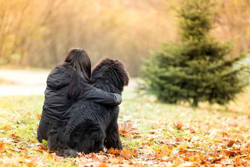 Как выбирать ньюфаундленда?