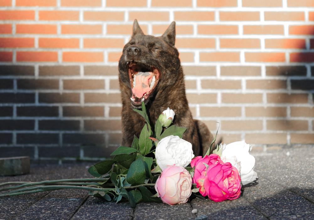 Ключевые факты о кай-ину