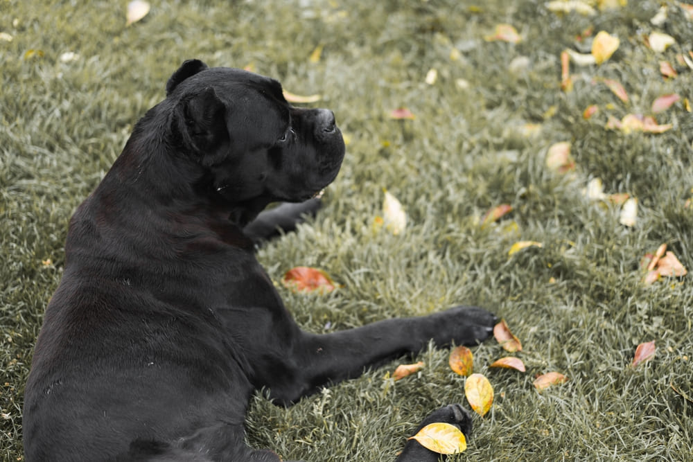 Течка у кане-корсо проходит в несколько этапов