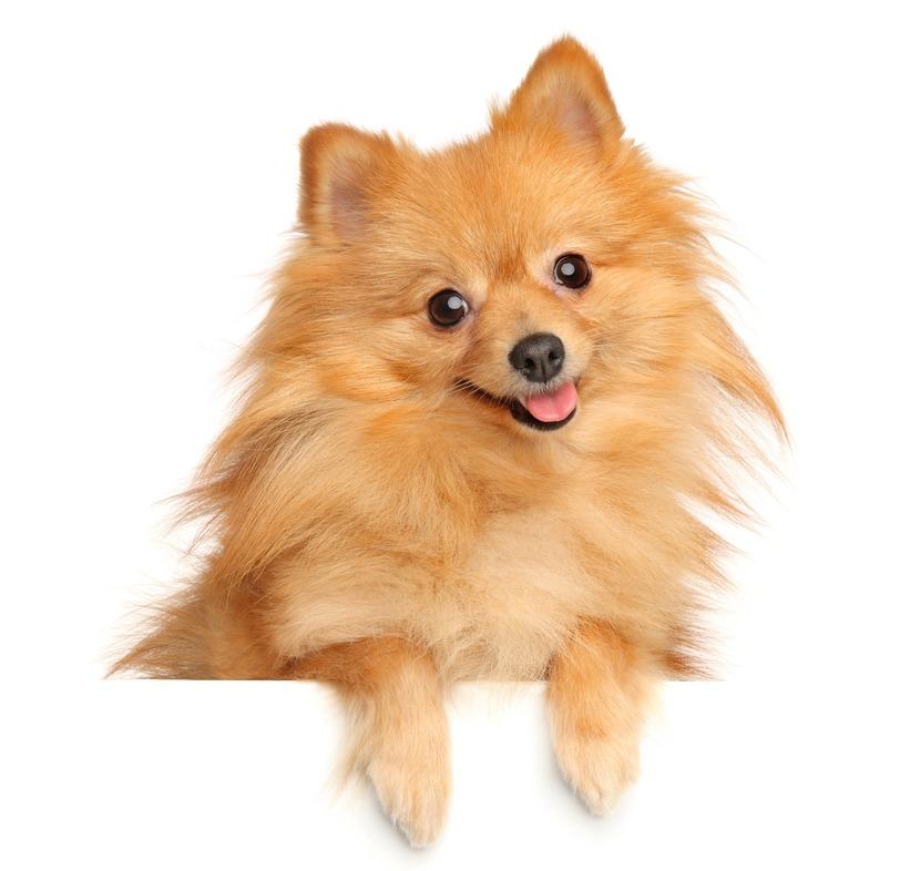 История происхождения померанского шпица лисьего типа