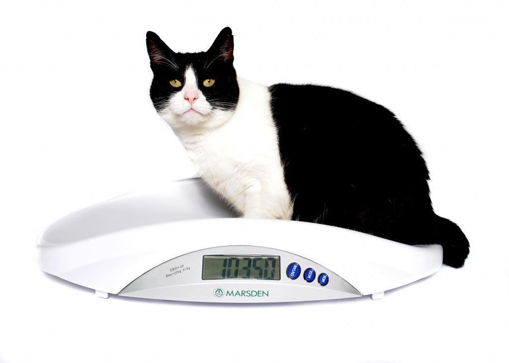 Как определить нормальный вес для кошки