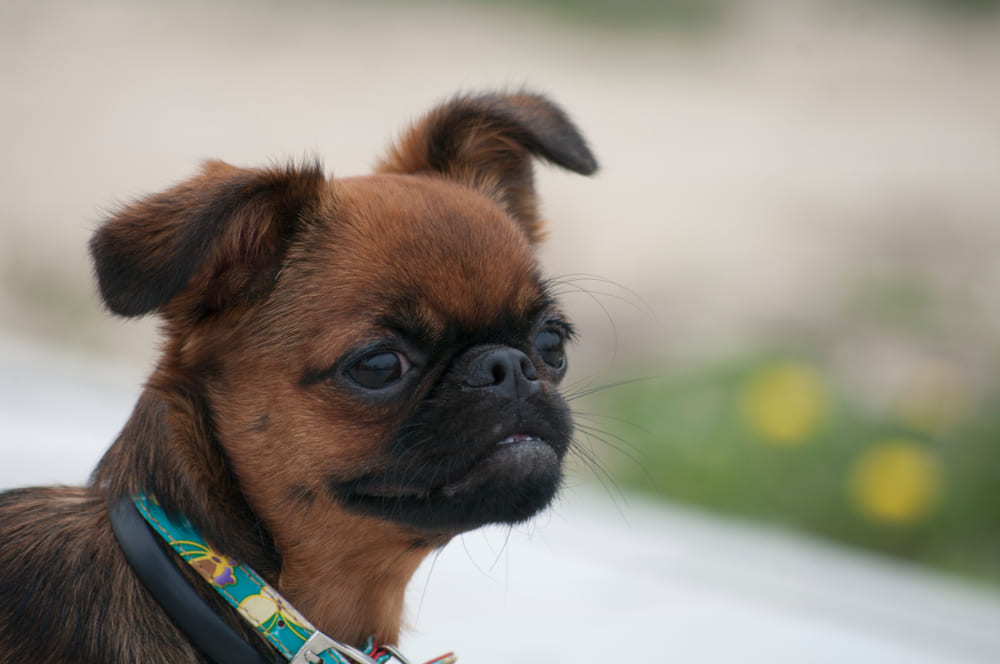 Зубы пти-брабансона нужно чистить регулярно