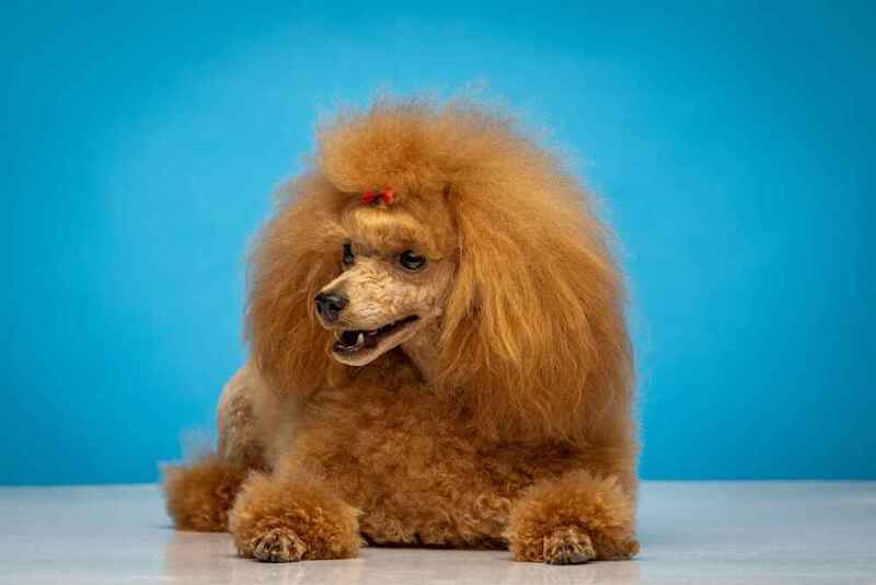 Как пудель относится к посторонним и детям?